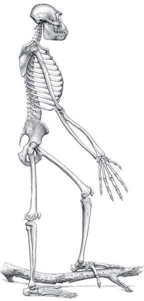 Ardipithecus ramidus (Ardi), rekonstruktion af skelettet